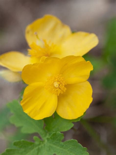 celine plant|celandine plant.